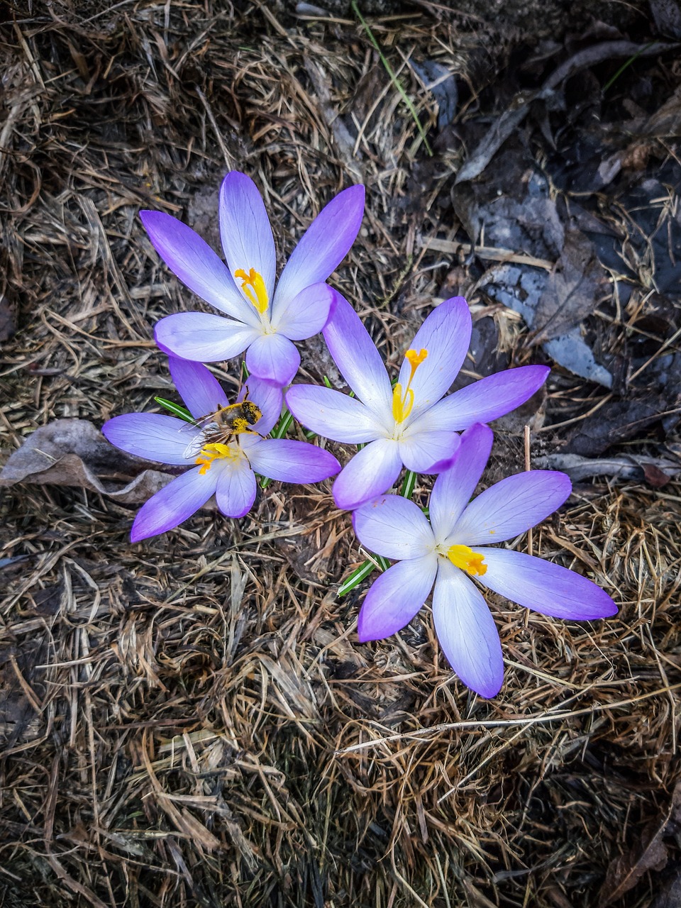 crocuses, beautiful flowers, flowers, purple, flower background, saffron, nature, gardens, colorful, flower wallpaper, decorative, botany